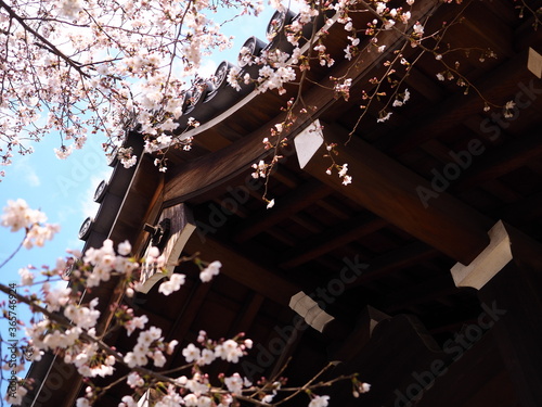 寺院の門と桜