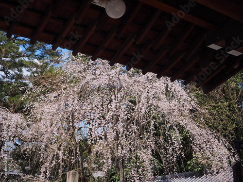 寺院の門と桜