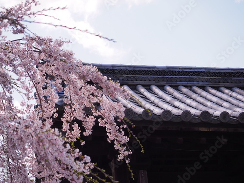寺院の門と桜