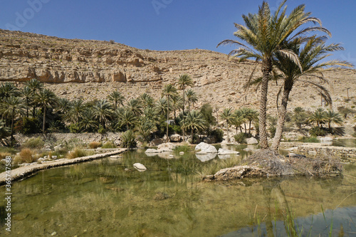 Pool and date palms in Wadi Bani Khalid, Sultanate of Oman