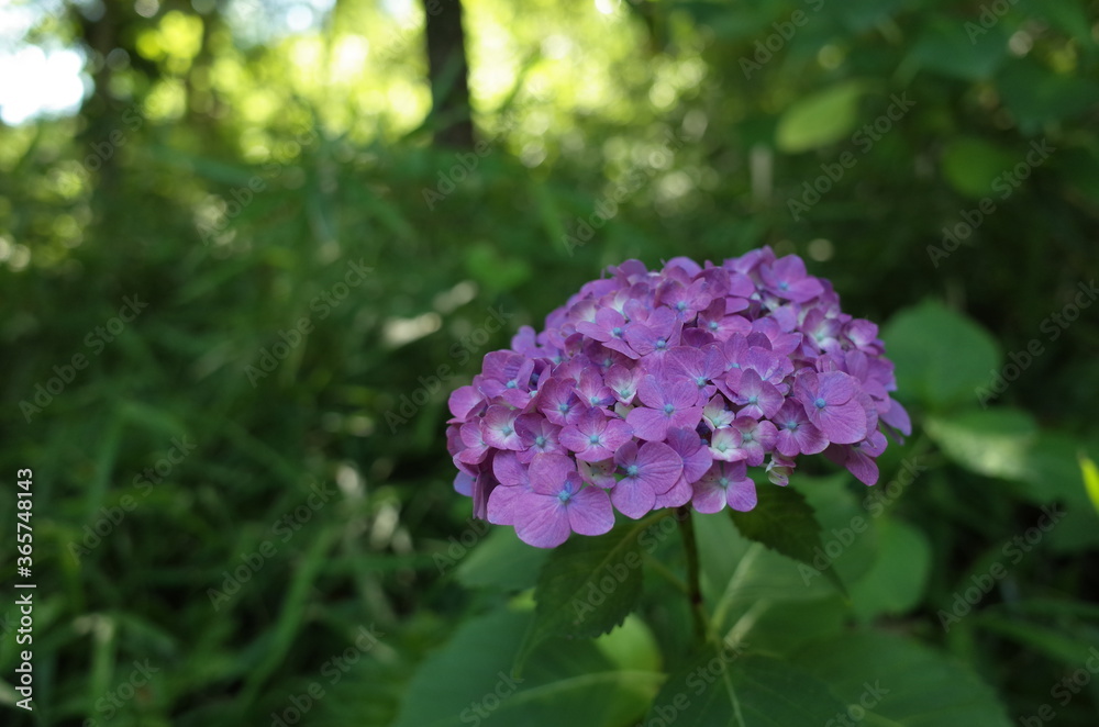 Faint Purple Flower of Hydrangea in Full Bloom Faint Purple Flower of Hydrangea in Full Bloom