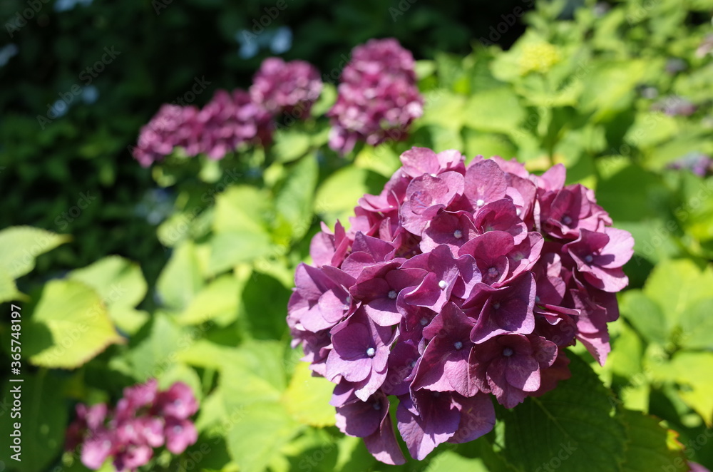 Faint Purple Flower of Hydrangea in Full Bloom Faint Purple Flower of Hydrangea in Full Bloom