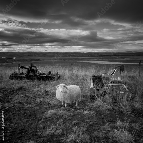 sheep in the field