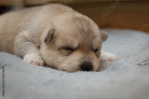 Grey little puppy dog lying on his stomach and sleeping on a plush coverlet pastel blue color with a blurred background. Bright portrait