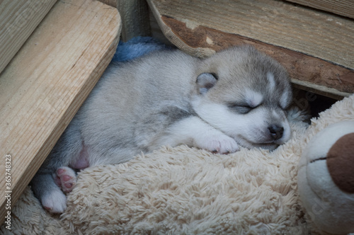 Beautiful dog baby sleeps on a soft toy in a wooden playpen