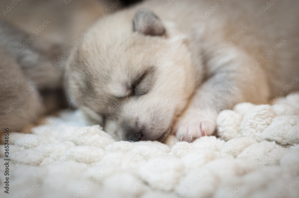 Fototapeta premium Sweet newborn husky puppy sleeps on a soft light background. Animal portrait