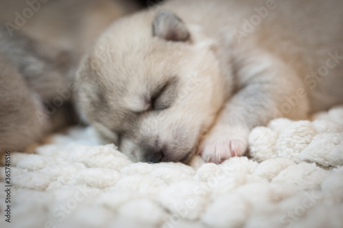 Sweet newborn husky puppy sleeps on a soft light background. Animal portrait