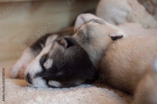 Sweet husky babies sleep in hugs on a plush beige carpet