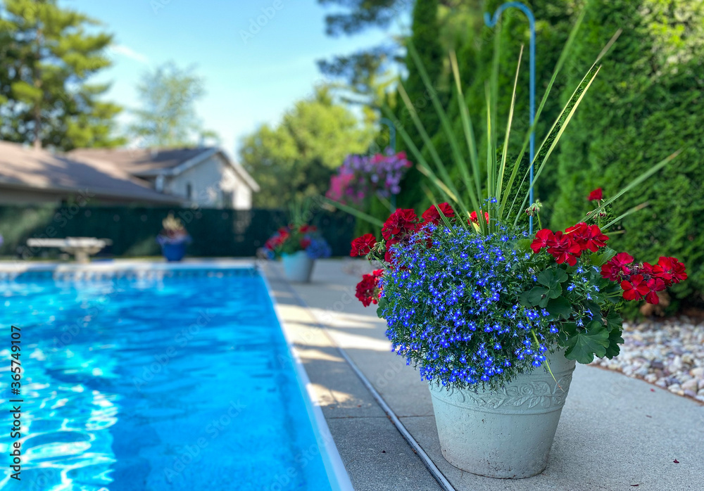red and blue flowers next to pool