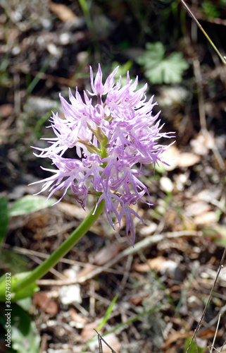 Naked man orchid ( Orchis italica ) photo