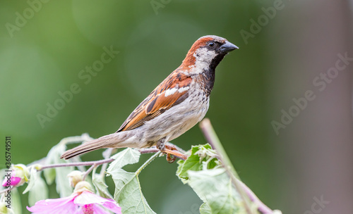 A house sparrow " Passer domesticus " perched on a branch looking for food.