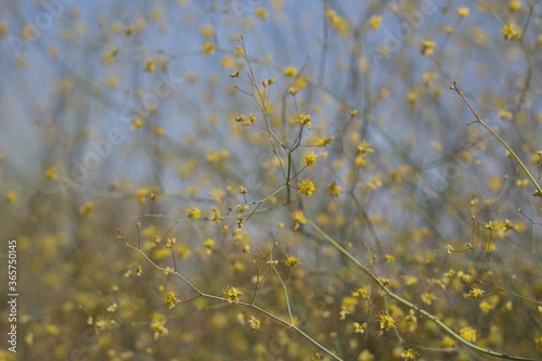 Small yellow flower clusters bloom from Desert Trumpet, Eriogonum Inflatum, Polygonaceae, native Herbaceous Perennial plant on the edges of Twentynine Palms, Southern Mojave Desert, Springtime.