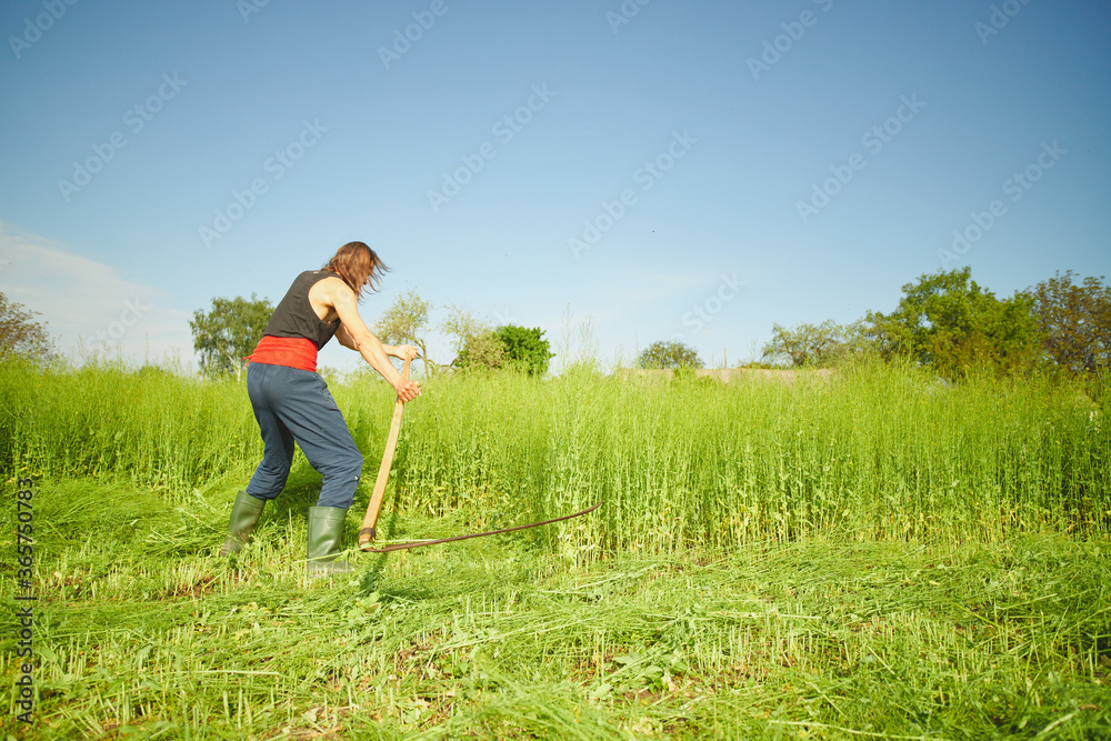Rural farmer on summer meadow mowing grass with classic scythe. Traditional way of mowing the grass with the scythe. Rural farmer on summer meadow mowing grass with classic scythe. Traditional way of mowing the grass with the scythe.