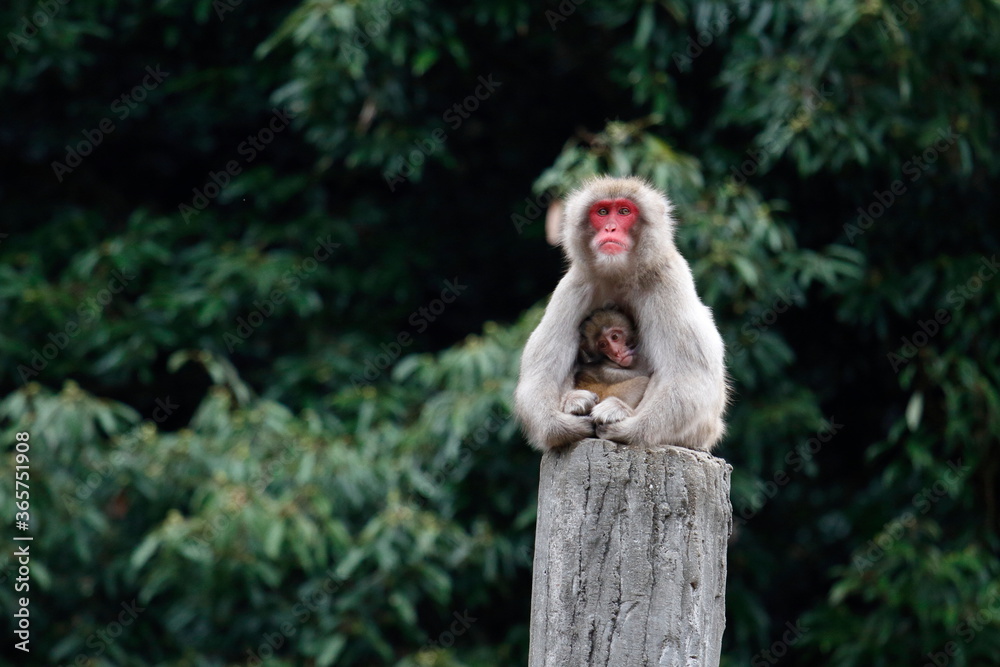 Fototapeta premium 親子