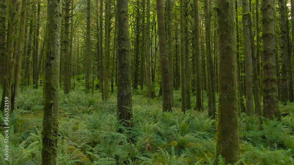 Canadian Rain Forest. Beautiful View of Fresh Green Trees in the Woods with Moss. Taken in Golden Ears Provincial Park, near Vancouver, British Columbia, Canada. 4K Pan Canadian Rain Forest. Beautiful View of Fresh Green Trees in the Woods with Moss. Taken in Golden Ears Provincial Park, near Vancouver, British Columbia, Canada. 4K Pan