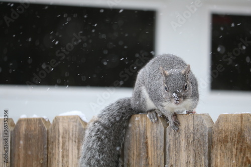 Photography Snowy Squirrel