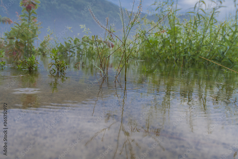 Grass and weeds growing in river Grass and weeds growing in river