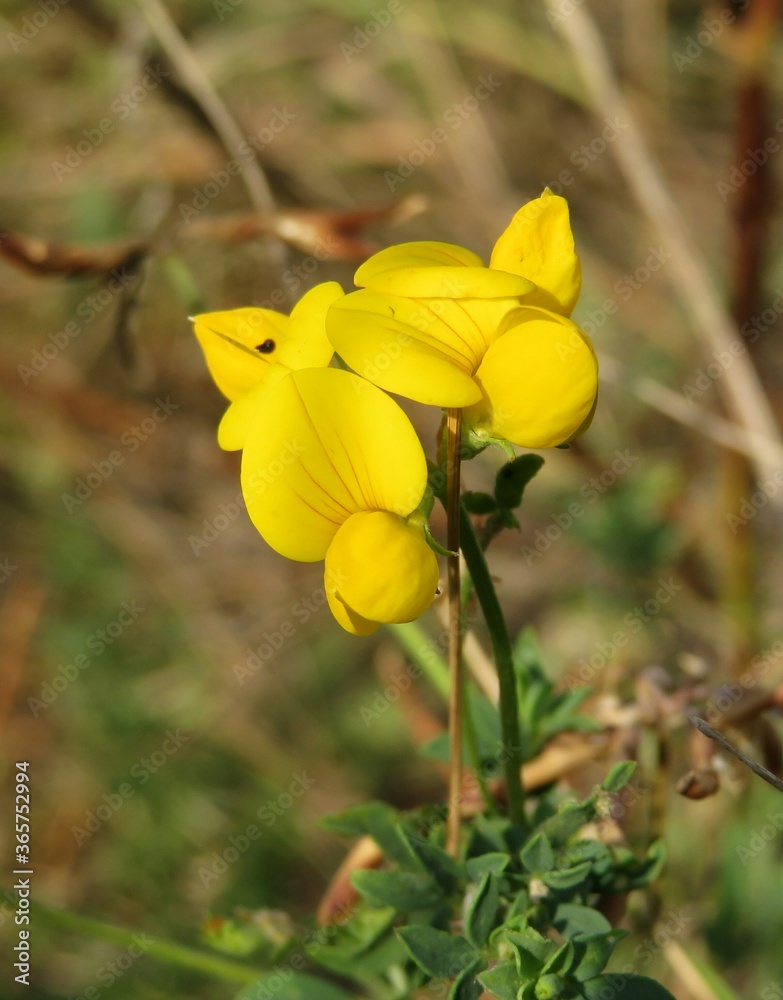 Yellow lotus corniculatus flowers in the meadow, closeup Yellow lotus corniculatus flowers in the meadow, closeup