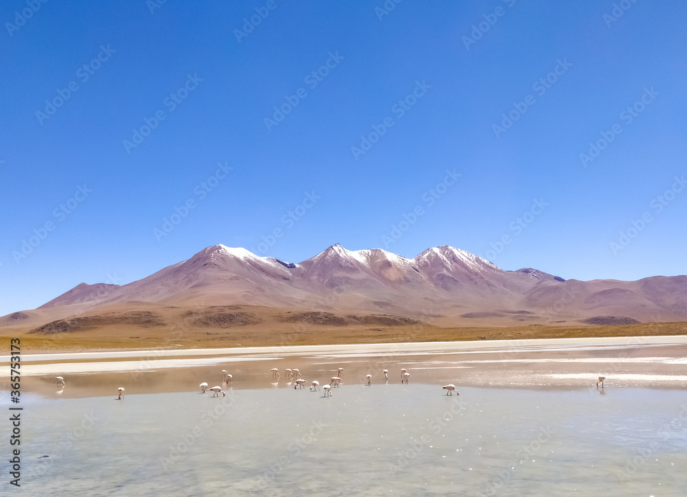Deserts, volcanoes and flamingos on the Altiplano plateau in Bolivia