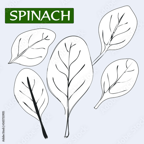 Spinach Coloring Black And White leaves. Isolated vector Illustration