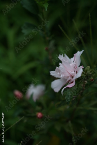 White Flower of Rose of Sharon in Full Bloom