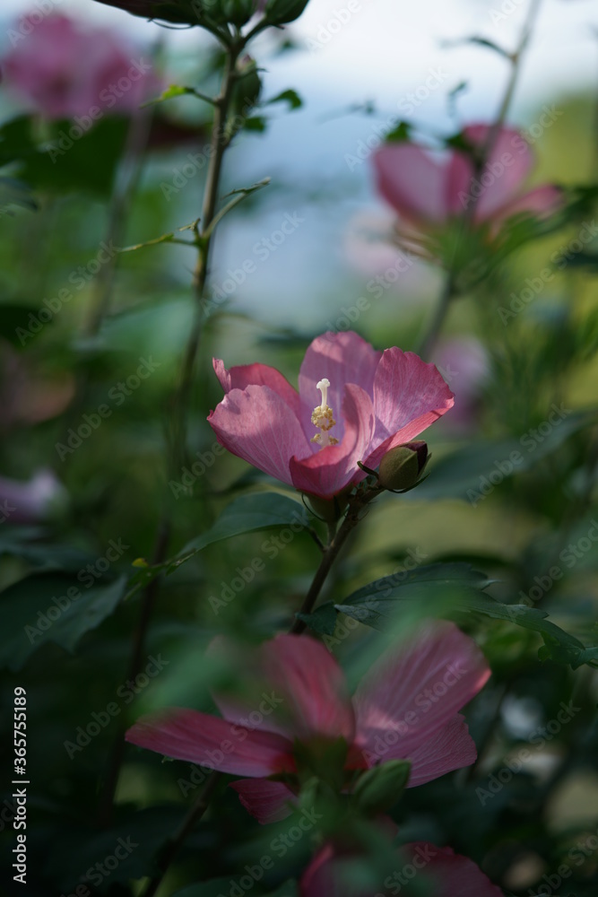 Light Pink Flower of Rose of Sharon in Full Bloom Light Pink Flower of Rose of Sharon in Full Bloom