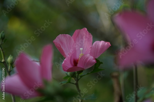 Light Pink Flower of Rose of Sharon in Full Bloom © MasterChefNobu