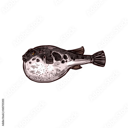 Purrerfish isolated vector Japanese fugu fish hand drawn sketch. Vector poisonous fish with puffed stomach, exotic toxic marine animal. Bogeo or bok porcupine fish, Japan cuisine food delicacy