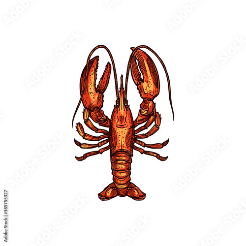 Red boiled lobster isolated marine seafood sketch. Vector aquatic animal, cooked crustacean, hand drawn food. Sea lobster with cylindrical body, stalked eyes, and pincers, crayfish invertebrate