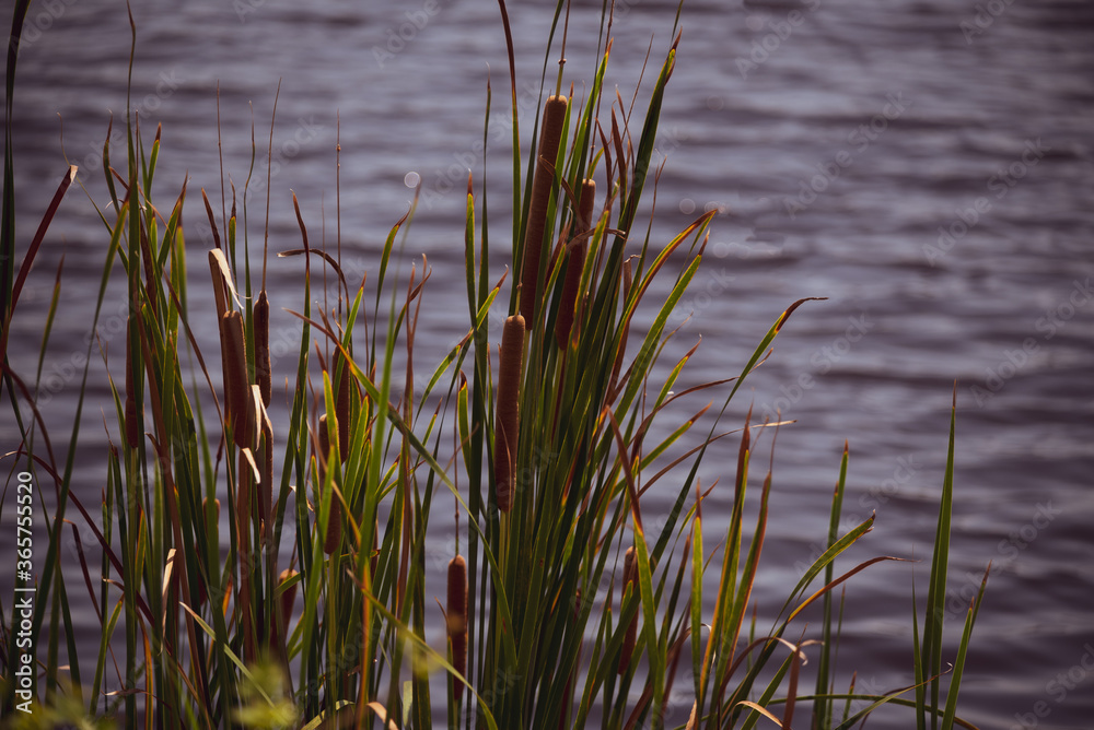 Obraz premium Cattails