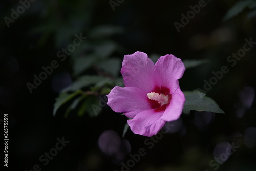 Light Pink Flower of Rose of Sharon in Full Bloom