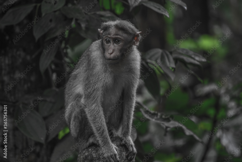 Cute little monkey