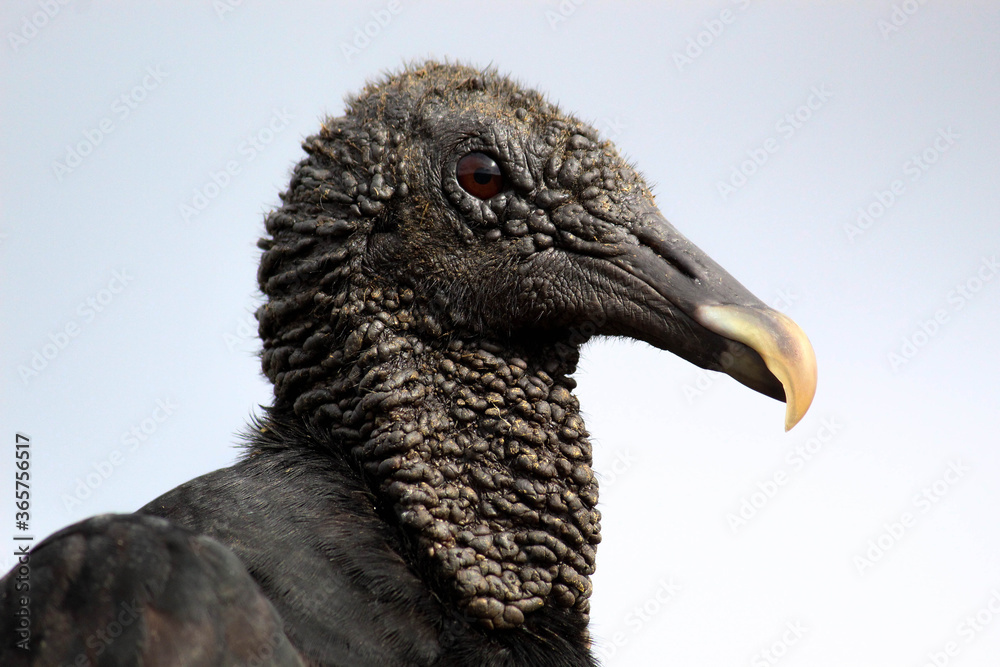 Fototapeta premium close up of an vulture