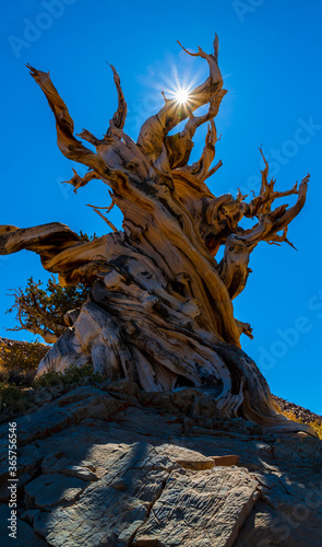 Gnarled and Twisted Great Basin Bristlecone Pine Tree (Pineas Longaeva), Schulman Grove, Ancient Bristlecone Pine Forest, California, USA