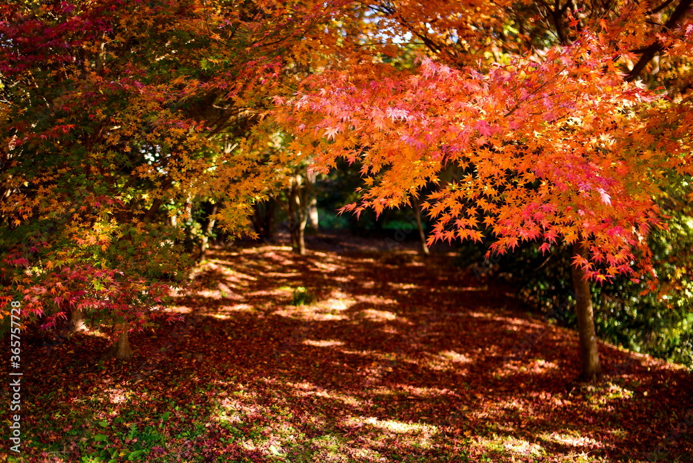 Naklejka premium 紅葉と落ち葉