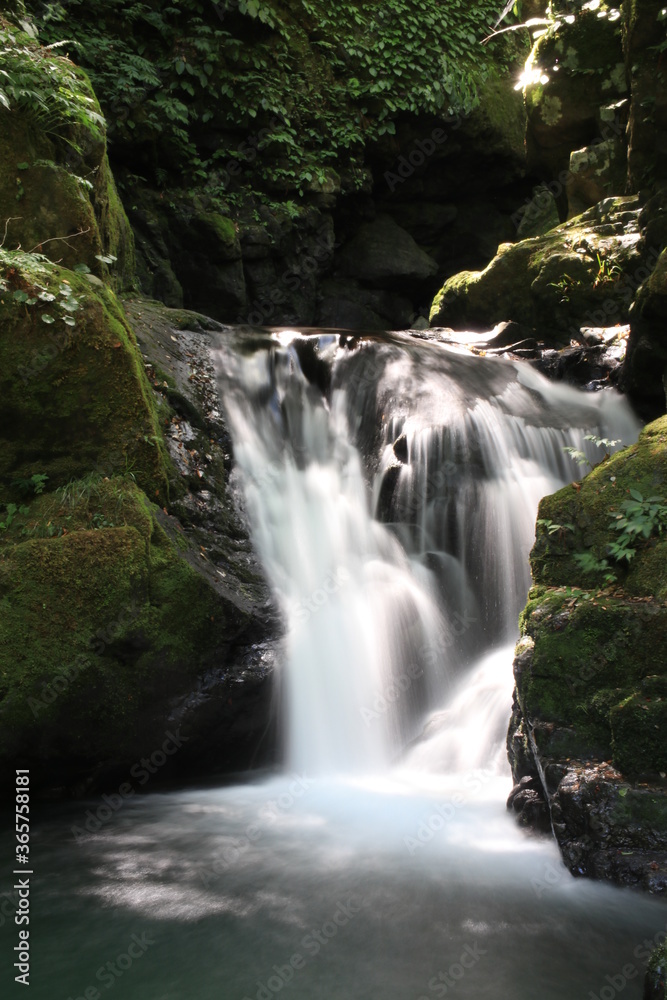 Naklejka premium wodospad w lesie