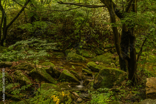Mountain stream flowing around moss covered boulders.