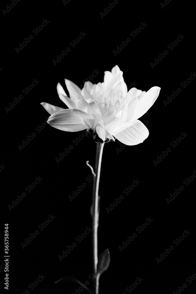 Close-up of white chrysanthemum flower on black background
