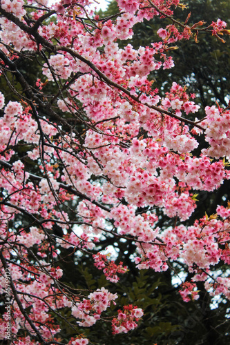 pink cherry blossoms in japan