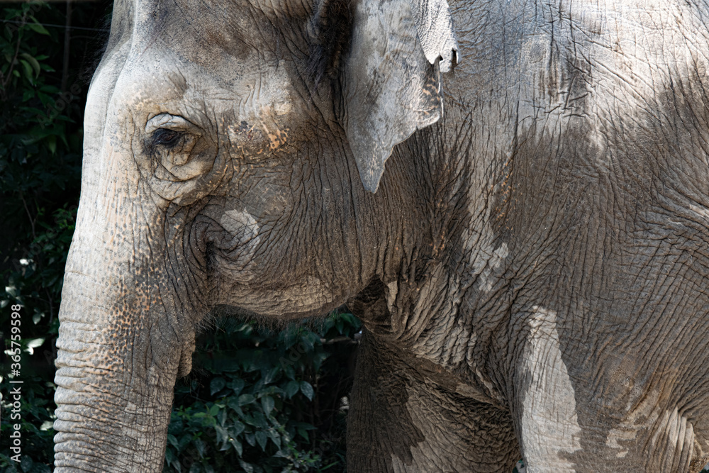 Fototapeta premium 象のクローズアップイメージ