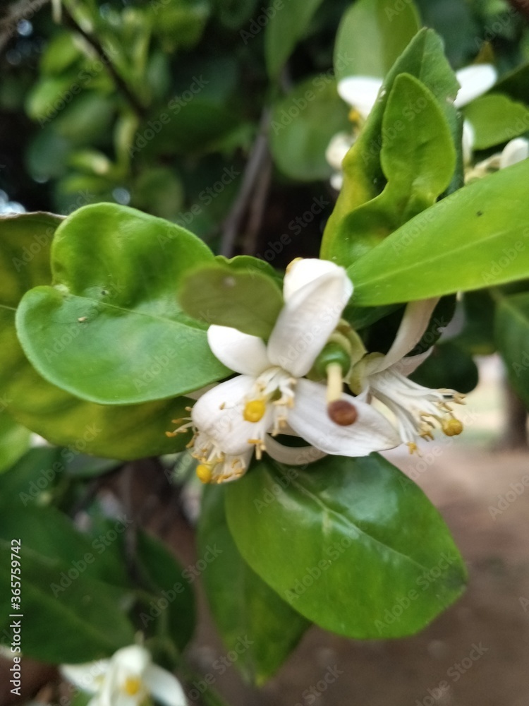 Naklejka premium apple tree flower