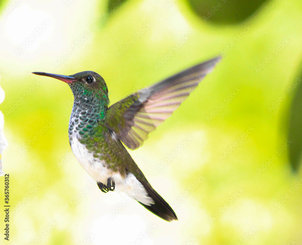 Fototapeta premium hummingbird feeding on a flower