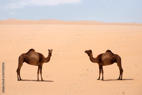 Camel in the desert wildlife