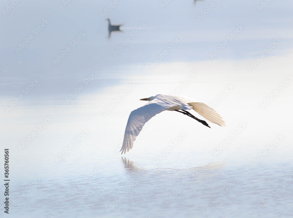 Great Egret bird in flight
