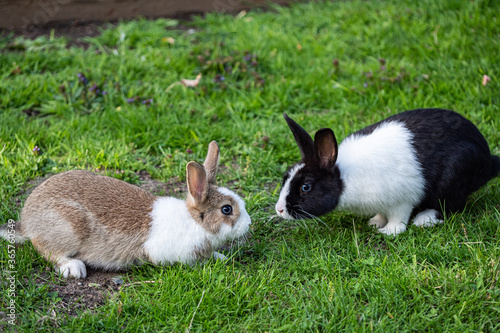 one cute brown bunny with white chest and one black bunny with white chest sniffing each other face to face on a green grass field