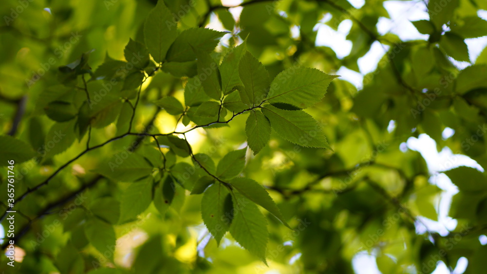 yellow leaves on a tree yellow leaves on a tree
