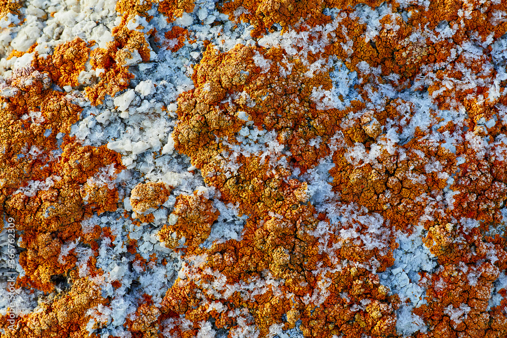 Fototapeta premium Red lichen covers the surface of the stone
