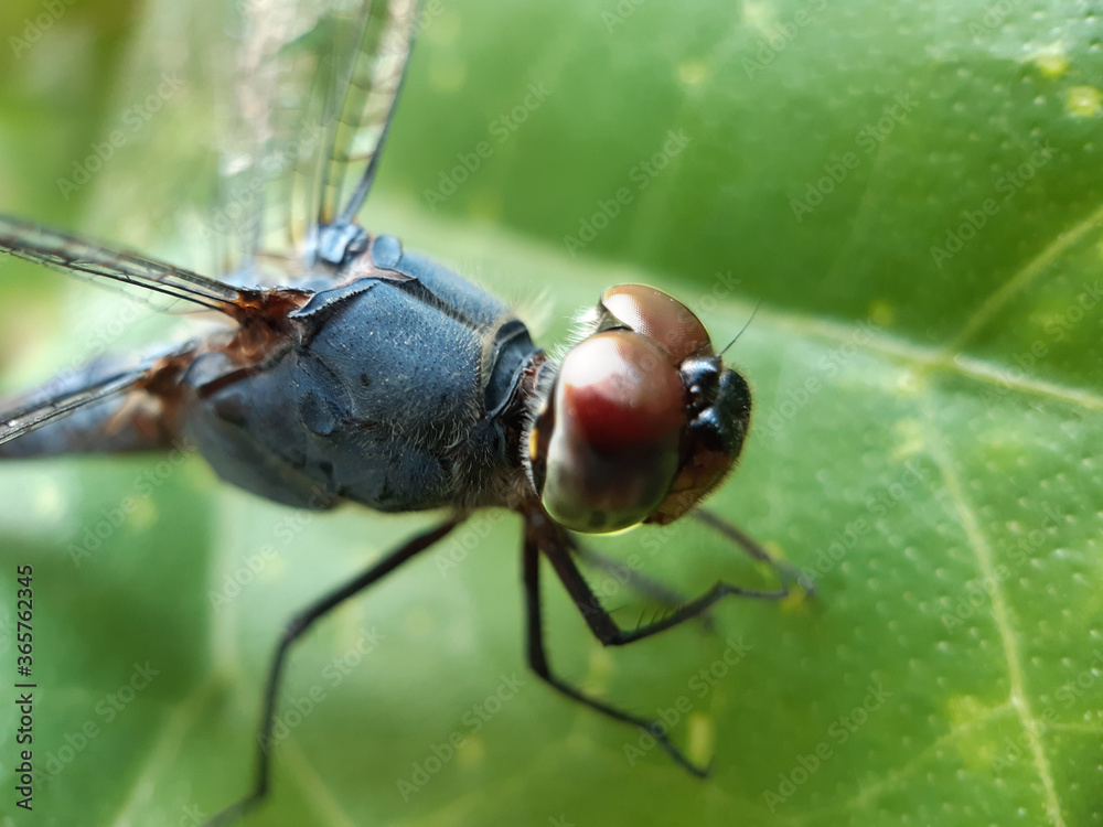A beautiful dragon fly is perched on the leaves of a green tree. This is a garden. A beautiful dragon fly is perched on the leaves of a green tree. This is a garden.