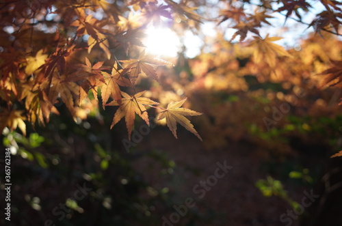 Golden Autumn Leaves of Japanese Maple Tree