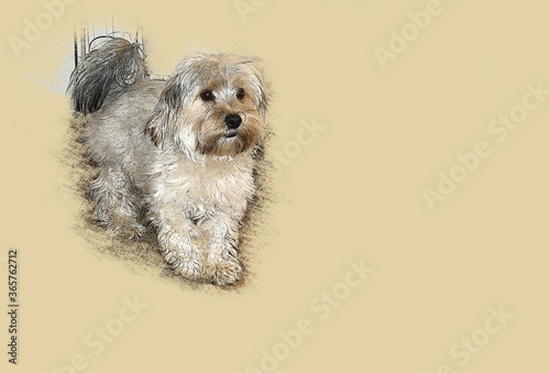 Morkie Photo and digital illustration